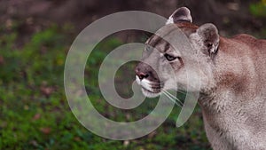 Beautiful Canadian Puma in forest. American cougar - mountain lion. Wild Cat Close-up portrait scene in the woods