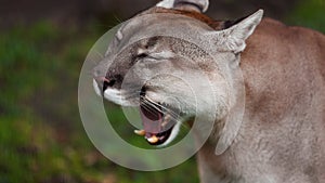 Beautiful Canadian Puma in forest. American cougar - mountain lion. Wild Cat Close-up portrait scene in the woods