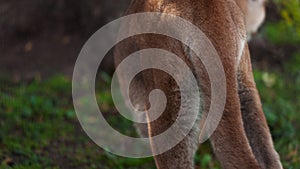 Beautiful Canadian Puma in forest. American cougar - mountain lion. Wild Cat Close-up portrait scene in the woods