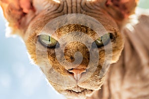 A beautiful Canadian Sphynx cat with amazing green eyes looks directly into a camera. The beloved bald cat portrait in a home