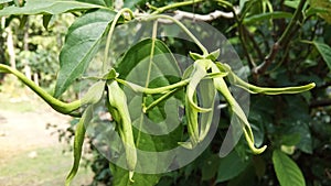 Beautiful cananga flower in the afternoon