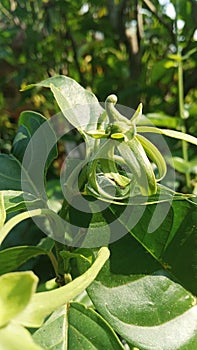 Beautiful cananga flower in the garden