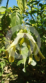 Beautiful cananga flower in the morning