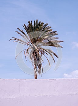 Beautiful Canarian minimal location palm tree. Travel aesthetic stylish wallpaper