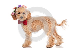 Beautiful caniche dog posing with his flowers on head photo