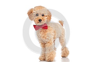 Beautiful caniche dog posing with style, wearing a red