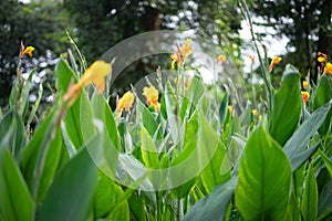 Beautiful canna indica flower or edible canna flower in garden. (cannaceae family, liliopsida class photo