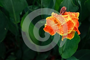 Beautiful Canna Lily flower in the park