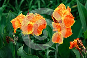 Beautiful Canna Lily flower in the park