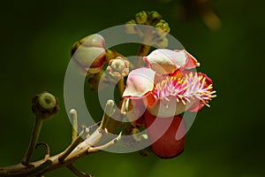 Beautiful Cannonball Tree flower, Flower tree, Tree garden