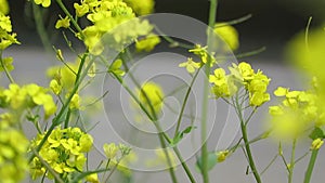 Beautiful Canola close-up of the field of spring golden flowers in the