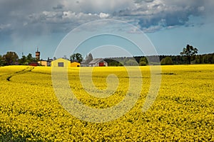 Beautiful canola field