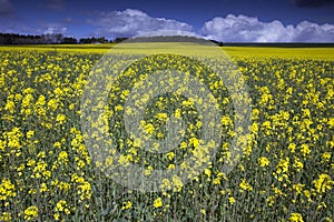 A beautiful canola land in full blossom