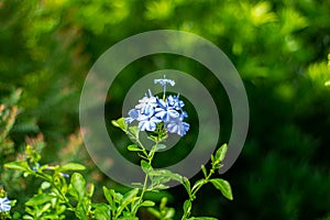 Beautiful cape leadwort flowers