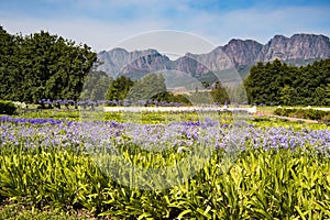 Beautiful cape lilies in magnific landscape of South Africa