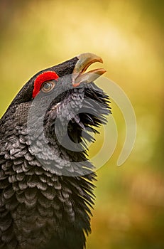 Beautiful capercaillie male on the colorful background