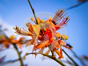 Beautiful Capparis flowers blooming on branch in summer