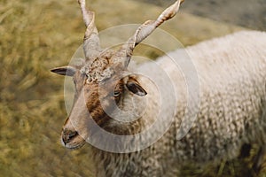 Beautiful Capra falconeri on the farm. Screw-horned goat