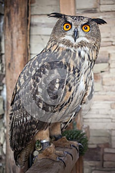 Beautiful captive owl