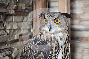 Beautiful captive owl