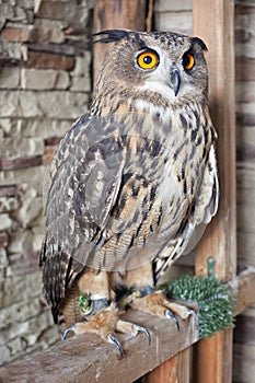 Beautiful captive owl