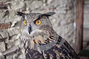 Beautiful captive owl