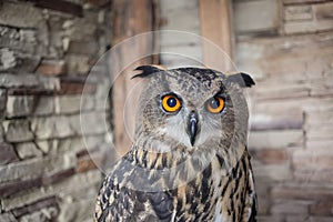 Beautiful captive owl