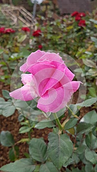 Beautiful capture of pink colored rose