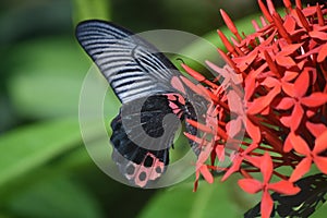 Beautiful Capture of a Scarlet Swallowtail Butterfly on Flowers