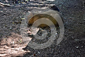 Beautiful capybara grazing on the ground