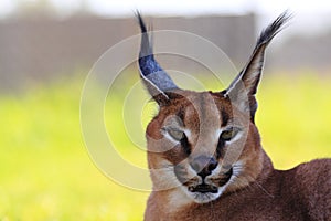 Beautiful caracal cat photo