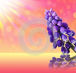 Beautiful card with purple flowers.