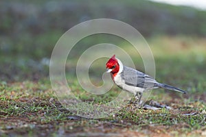 Beautiful Cardeal Paroaria coronata .