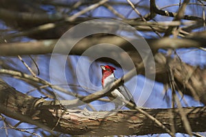 Beautiful Cardeal Paroaria coronata .