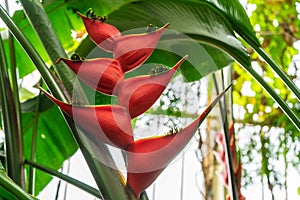 Beautiful caribbean Heliconia flower or Heliconia bihai or Banana Split also popularly known as lobster-claw