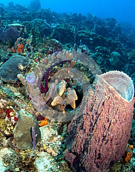 Beautiful Caribbean Reef