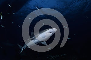 Beautiful Caribean Reef Shark Swimming Gracefully