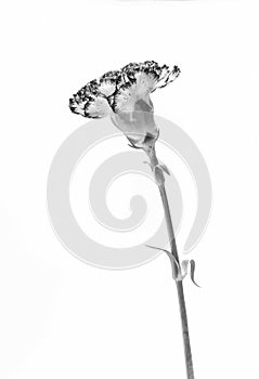 Beautiful carnation flower isolated on white background