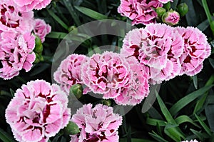 Beautiful carnation flowers