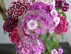 beautiful carnation flowers in a vase on a table . Bouquet of violet, purple and pink multicolor flower. Decoration of