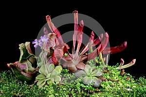 Beautiful Carnivorous plant on isolated background