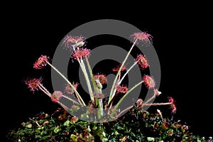 Beautiful Carnivorous plant on isolated background