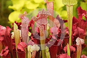 Hermoso carnívoro a verde jarra plantas 