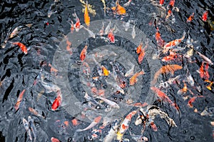 Beautiful carp koi fish swimming in pond at garden