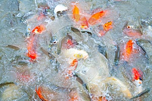 Beautiful carp koi fish swimming in pond in garden