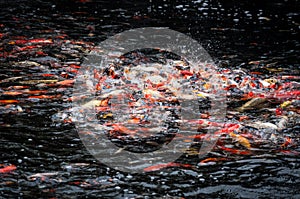 Beautiful carp koi fish swimming in pond at garden