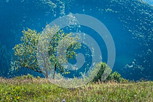 beautiful carpathian mountains, road, hills, forest, ukrainene