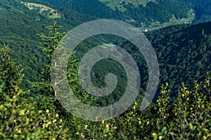 beautiful carpathian mountains, road, hills, forest, ukrainene