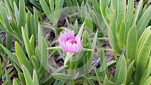 The beautiful Carpobrotus flower in garden