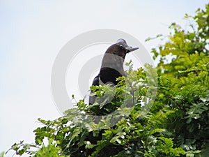 A beautiful Carrion Magpie Cyanocorax cristatellus